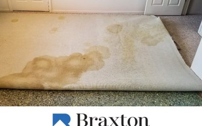 How to Remove Pet Stains and Odors