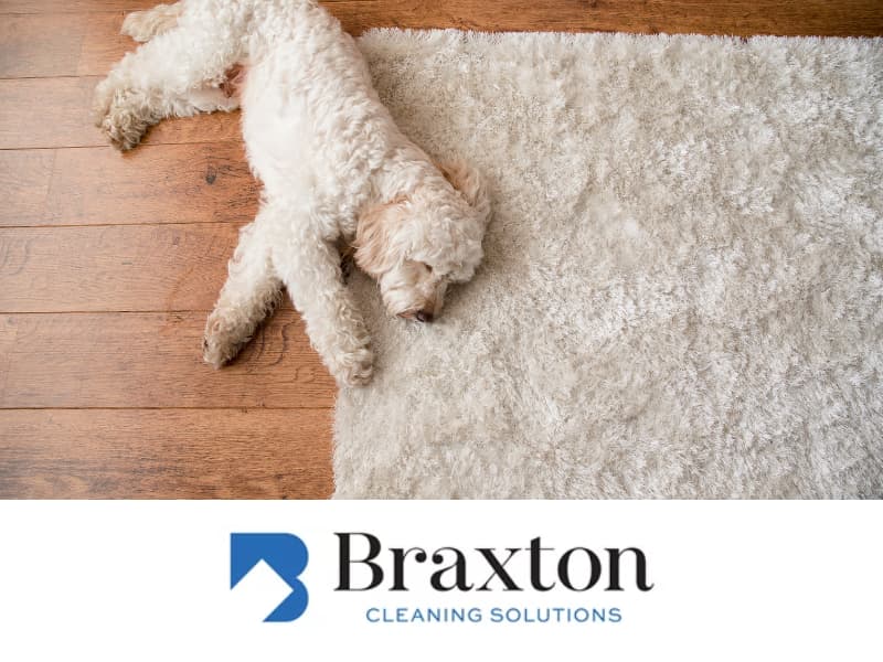 Have area rugs professionally cleaned